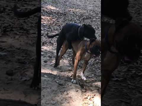 Gay Dog Porn 🧐