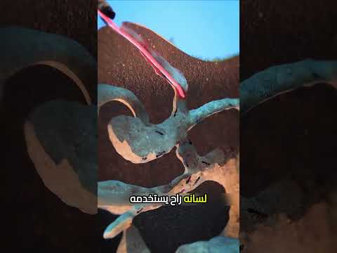 لسان اكل النمل😨#اكسبلور #معلومات #معلومات_عامة #حقائق #موسوعة_غينيس