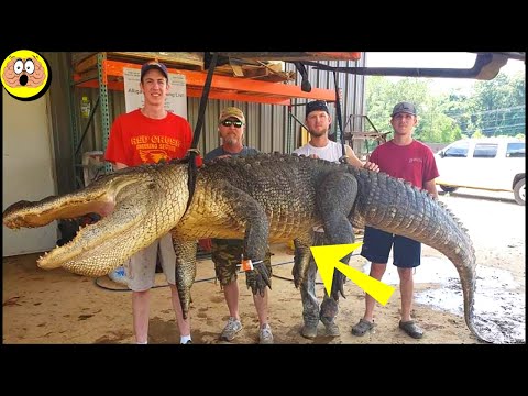 Aprono la Pancia del Coccodrillo: Non Crederete a Quello che Hanno Trovato