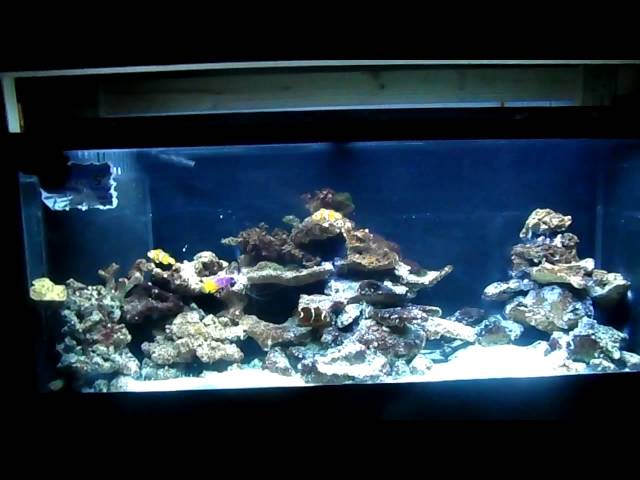 How To: Start and Cycle an Aquarium Saltwater Reef Tank Correctly and Freshwater