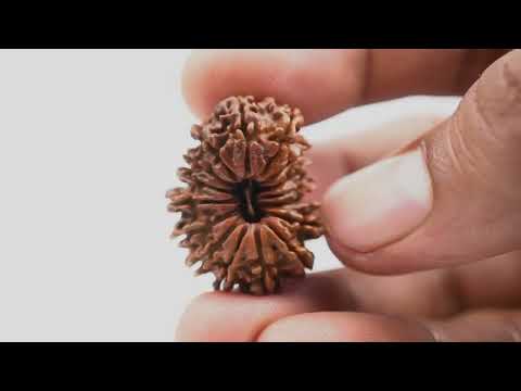 Rudraksha Product Image