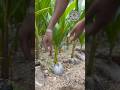 Have You Heard Coconut Sounds Let S Hear Them Together Coconut Farming