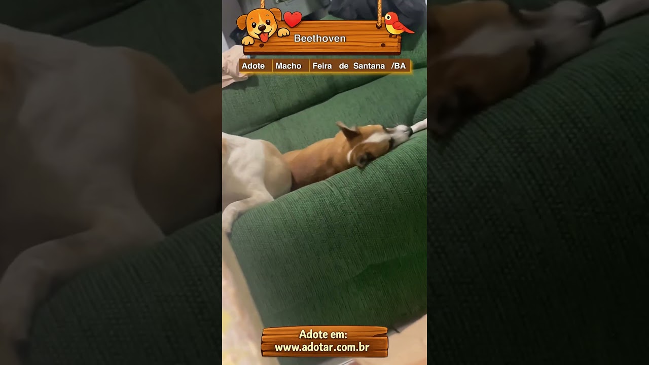 Cachorro raça SRD-ViraLata idade 2 anos nome Beethoven 