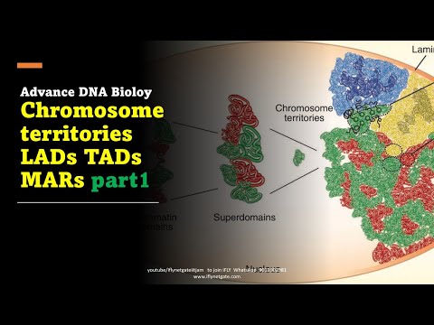 Chromosome territories LADs TADs MARs part1