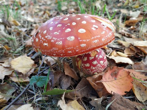 Przepis Sybiraka na preparat z muchomora czerwonego 🍄🍄🍄