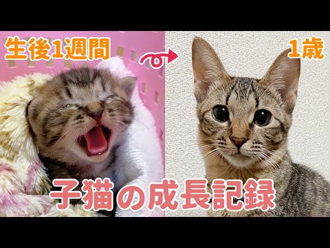 猫が子猫になるまでの期間はどれくらいですか?