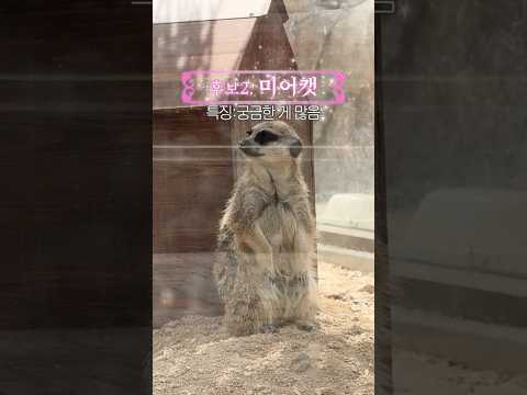 #왕피천공원 동물농장에서 볼 oppa(?)들