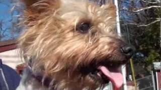 Pet of the Week: Delta [Yorkshire terrier]
