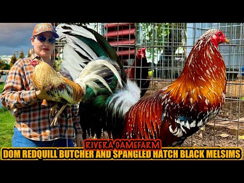 Dom Redquill Butcher And Spangled Hatch Black Melsims ~ RIVERA GAMEFARM