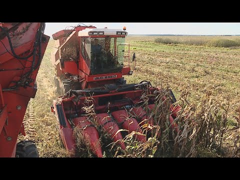 Гомельшчына забяспечана насеннем кукурузы на наступны год видео