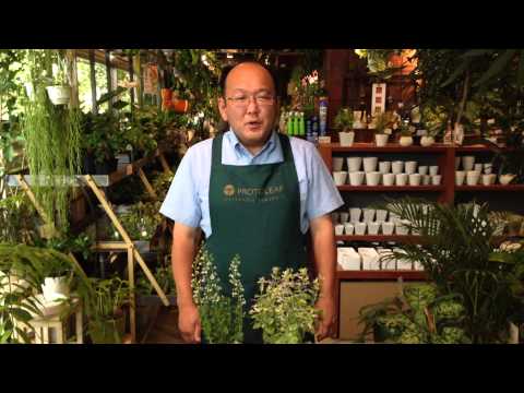 園芸 ネコ科植物、ネペタ総状花序