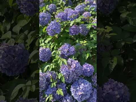 アジサイの手入れの間違い：アジサイの葉が赤くなって落ちてしまうのはなぜですか？  庭園