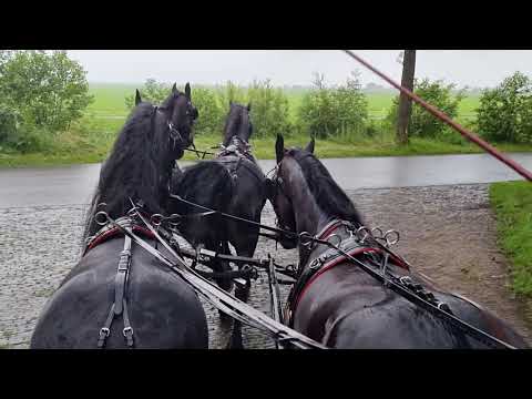 Pair Manno & Lieuwe - Geldings - 1.71m