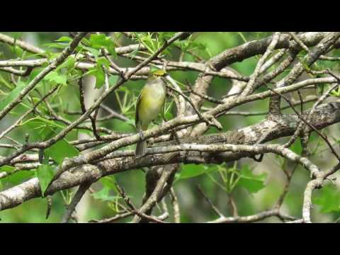 Vireo bielooký (Vireo griseus) — spev a hlas v prírode