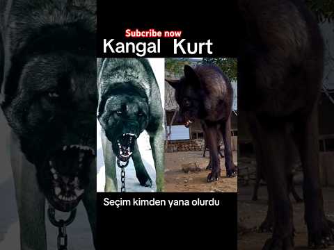 kangal vs kurt💀💀💀💀💀😱😱😱😱😱😱😱😱😱 #pitbull #dogs #animals #kolkata #doglover
