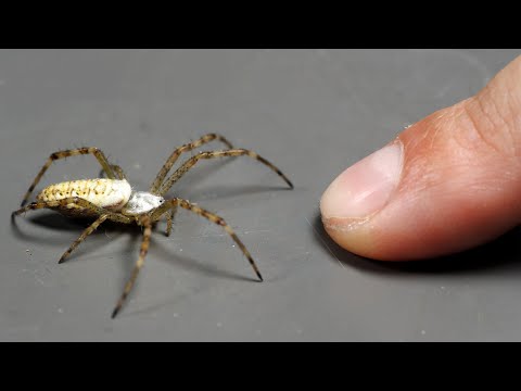 Ten pająk KĄSA JAK SZERSZEŃ!