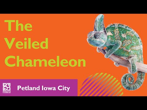 Veiled Chameleons Make Great Pets