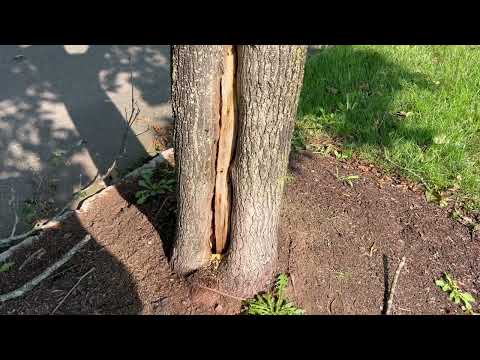 Heavy Carpenter Ant Infestation Inside Tree in Milltown, NJ