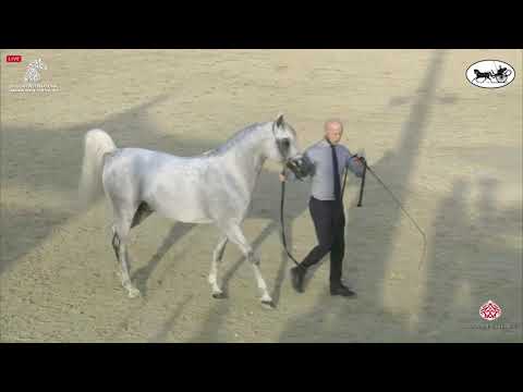 N 270 LARANDO   Sharjah International Arabian Horse Festival 2021   Stallions 7 9 Years Old Class 11