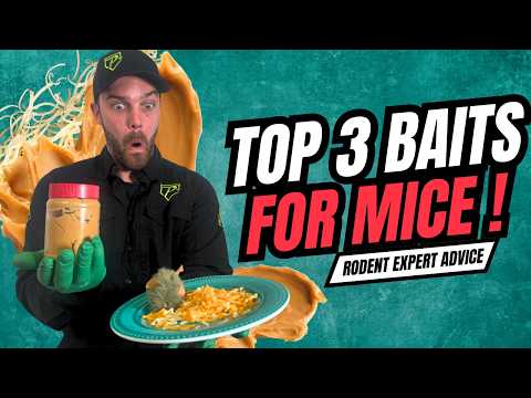What Is The Best Mouse Trap Bait To Use?