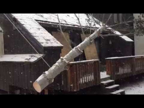 Removing wind damaged pine top from roof