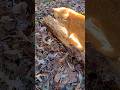Talkative Orange Tabby His Meows Are Adorable Shorts