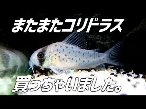 コリドラス・シュワルツィについて詳しく解説