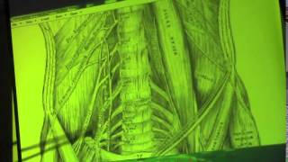 25) [Muscles and nerves of posterior abdominal wall]