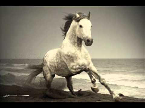 download lagu mp3 mp4 El Potro Cerrero Pepe Aguilar, download lagu El Potro Cerrero Pepe Aguilar gratis, unduh video klip Download El Potro Cerrero Pepe Aguilar Mp3 dan Mp4 Music Online Gratis