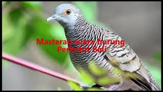 Download lagu masteran burung perkutut bali pancingan mp3 Download lagu masteran burung perkutut bali pancingan mp3