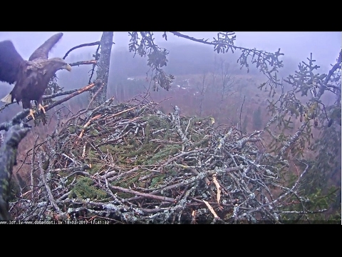 2017/02/18 17h41m JE Probably male eagle came in the nest-Flew out