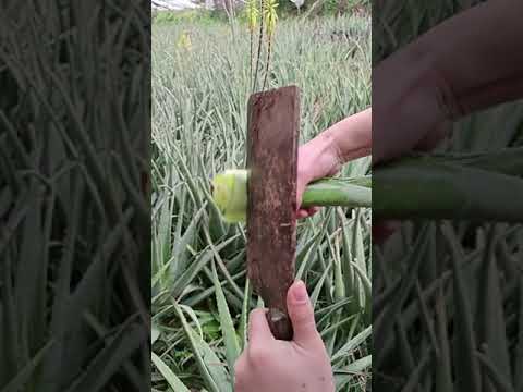 BRILLIANT BEAUTY IDEAS THAT WILL MAKE YOU SHINE BY ALOVERA TIPS # 318