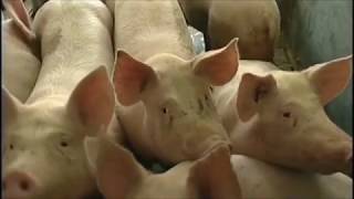 HEARTBEAT PIGMEAT - PINK FLOYD