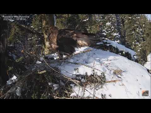 A visit to the nest by the golden eagles Lucina and Caliman