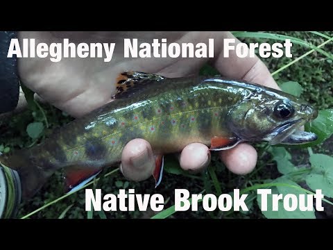 image-Can you fish in Allegheny National Forest?