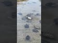 Turtle Tale Help Needed