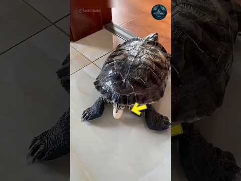 They Saved a Cracked Turtle Egg 🐢 #tamilshorts #turtle