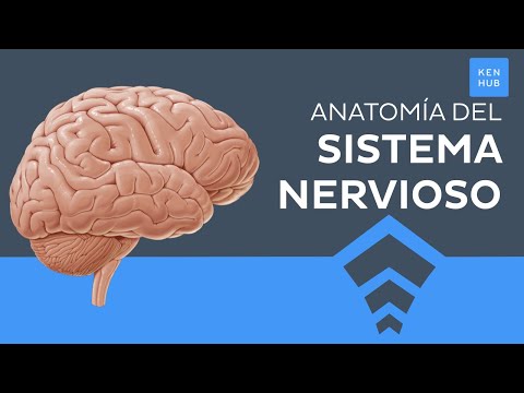 Sistema nervioso: Generalidades, partes y funciones  - Anatomía Humana | Kenhub