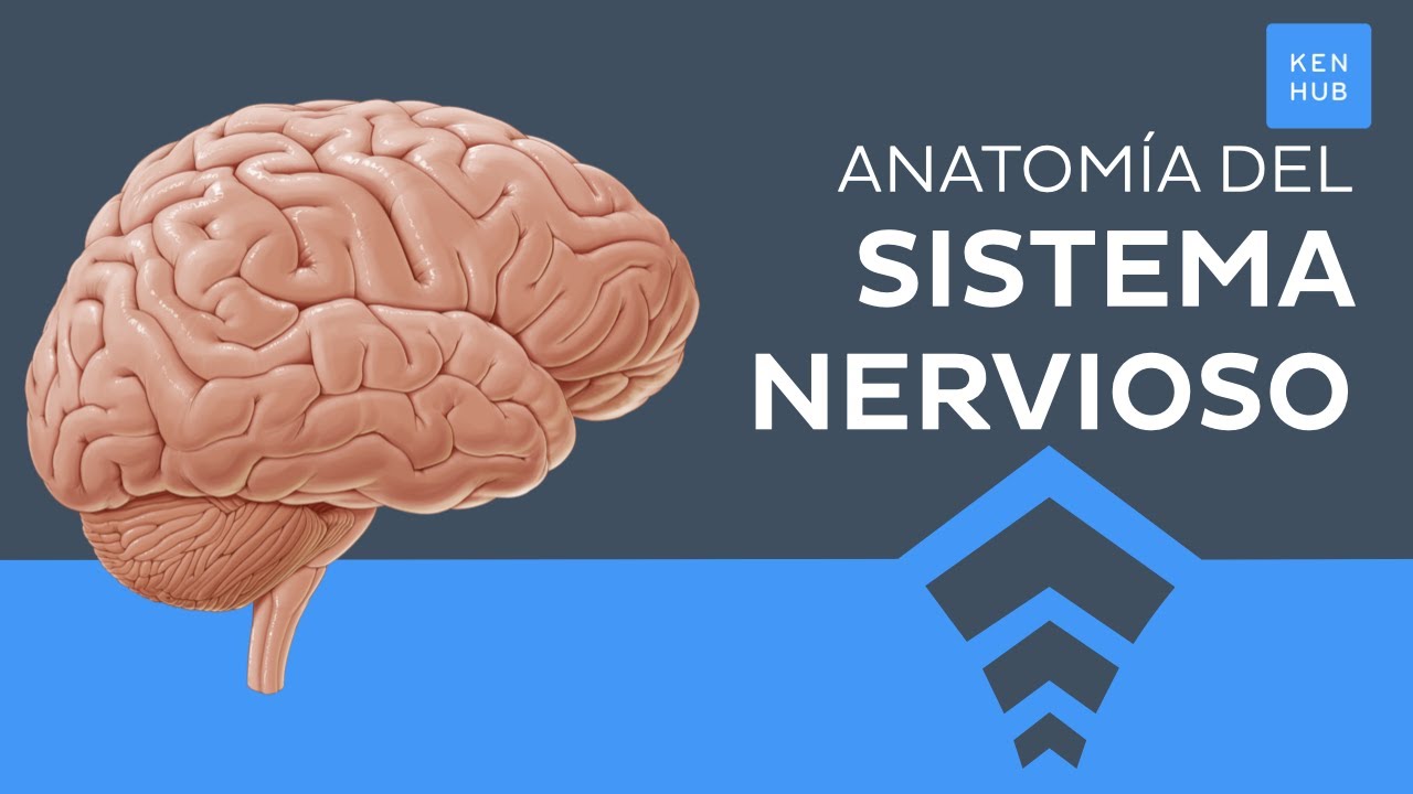 Sistema nervioso: Generalidades, partes y funciones  - Anatomía Humana | Kenhub