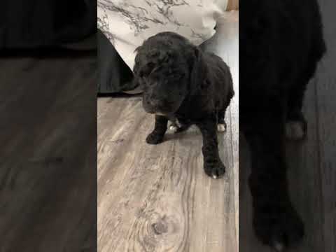 Upcoming Male - Labradoodle puppy for sale