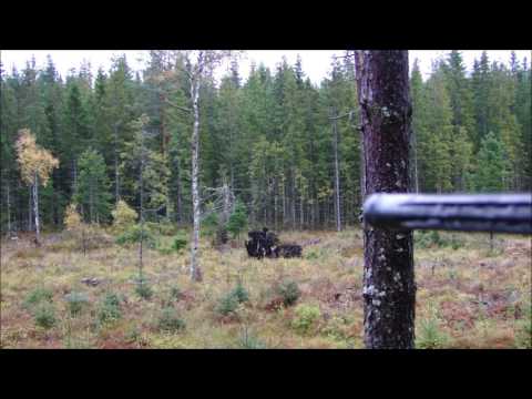 Sauer 404 Synchro XT Moose Hunt 8x68S
