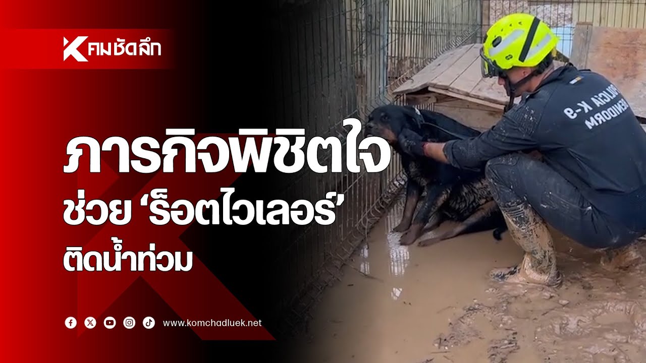 เปิดภารกิจพิชิตใจ ช่วย 'ร็อตไวเลอร์' ติดน้ำท่วม