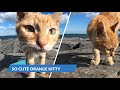 I FED THE CATS AT THE BEACH Little Orange Cat Meowing Loudly For Food On The Rocks