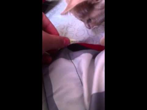 Cute kitten LOVES string cheese