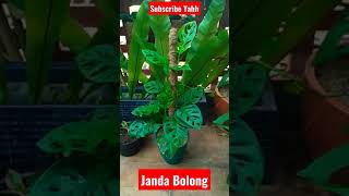 Download lagu Koleksi Bunga Janda Bolong mp3