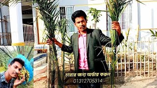 বড় সাইজের অরজিনাল খেজুরের চারা পাবেন ইনশাআল্লাহ | কম দামে চারা কিনুন | খেজুর চারা কিনুন
