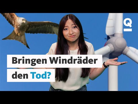 Sind Windräder eine Gefahr für Vögel? | Wild Matters | Quarks