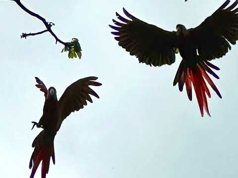 Part 3: “Go with the flow.” 🐚🌀🐢Cabuya, Costa Rica & Montezuma, Costa Rica. 🇨🇷