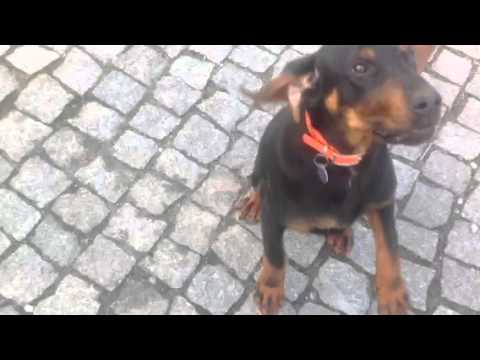 Szkolenie psa daj głos