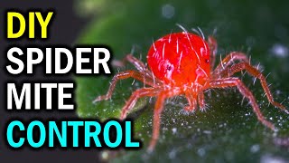 How To Get Rid of Spider Mites on Plants, Garden, House, Patio (NATURALLY & FAST)
